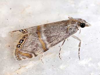 Euchromius vinculellus Z. adulte - Friedmar Graf