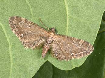 Eupithecia vulgata Hw. adulte - ©Philippe Mothiron