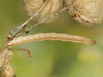  Chenille de Eupithecia vulgata Hw. - Heiner Ziegler