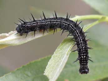  Chenille de Nymphalis xanthomelas D. & S. - Heiner Ziegler