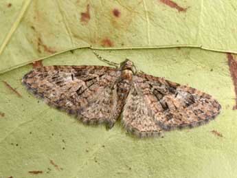 Eupithecia abbreviata Stph. adulte - ©Philippe Mothiron