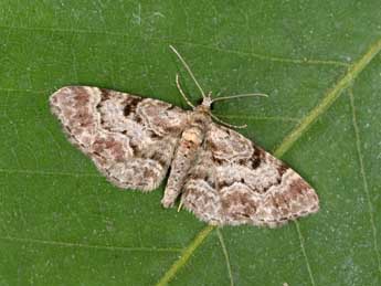 Eupithecia abietaria Gze adulte - Philippe Mothiron