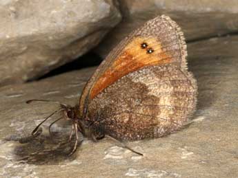 Erebia aethiopellus Hoffmsg adulte - ©Wolfgang Wagner, www.pyrgus.de