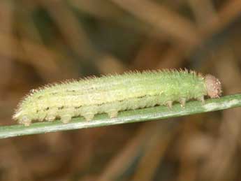  Chenille de Erebia aethiopellus Hoffmsg - Wolfgang Wagner, www.pyrgus.de