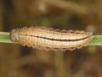  Chenille de Erebia aethiopellus Hoffmsg - ©Wolfgang Wagner, www.pyrgus.de