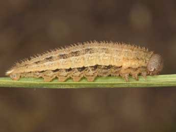  Chenille de Erebia aethiopellus Hoffmsg - Wolfgang Wagner, www.pyrgus.de