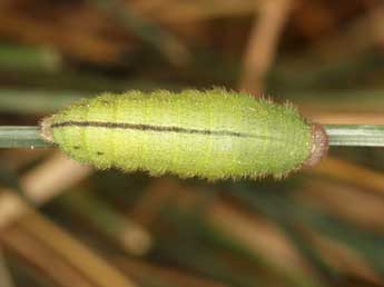  Chenille de Erebia aethiopellus Hoffmsg - Wolfgang Wagner, www.pyrgus.de