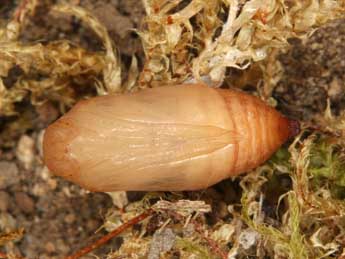  Chrysalide de Erebia aethiopellus Hoffmsg - ©Wolfgang Wagner, www.pyrgus.de