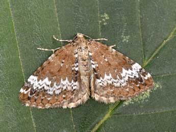 Perizoma alchemillata L. adulte - Philippe Mothiron