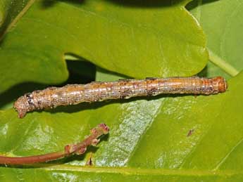  Chenille de Phigaliohybernia aurantiaria Hb. - ©Jean-Paul Coat