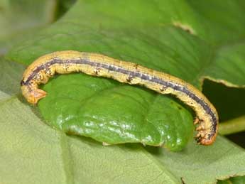  Chenille de Phigaliohybernia aurantiaria Hb. - ©Philippe Mothiron