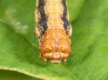  Chenille de Phigaliohybernia aurantiaria Hb. - Philippe Mothiron