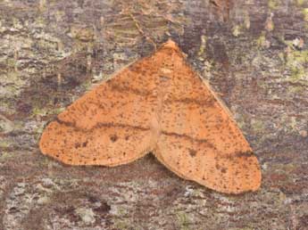 Phigaliohybernia aurantiaria Hb. adulte - ©Philippe Mothiron