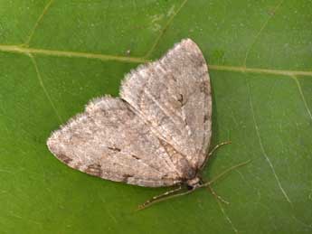 Epirrita autumnata Bkh. adulte - Philippe Mothiron