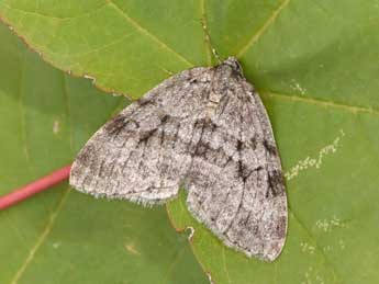 Epirrita autumnata Bkh. adulte - Philippe Mothiron