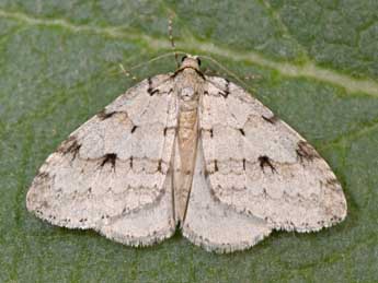 Epirrita autumnata Bkh. adulte - ©Philippe Mothiron