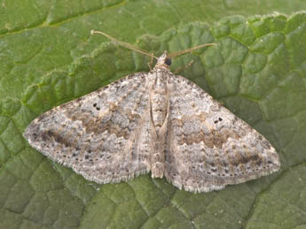 Scotopteryx bipunctaria D. & S. adulte - ©Philippe Mothiron