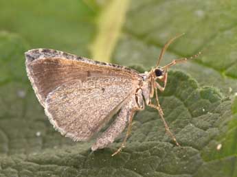 Scotopteryx bipunctaria D. & S. adulte - ©Philippe Mothiron