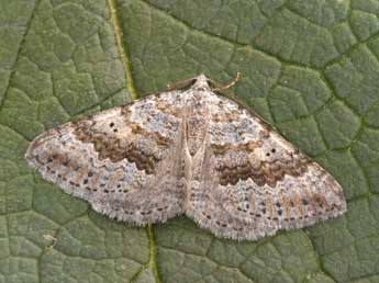 Scotopteryx bipunctaria D. & S. adulte - Philippe Mothiron