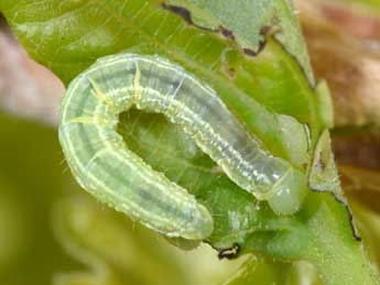  Chenille de Operophtera brumata L. - ©Philippe Mothiron