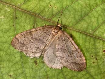 Operophtera brumata L. adulte - Philippe Mothiron