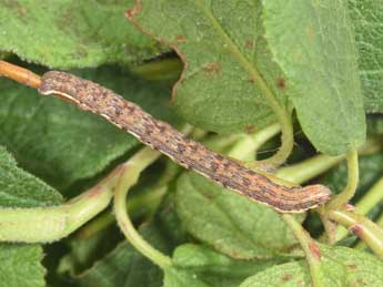  Chenille de Chemerina caliginearia Rbr - Philippe Mothiron