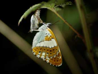 Limenitis camilla L. adulte - Pascal Dereix