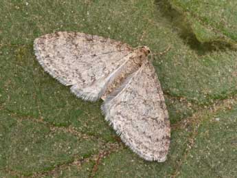 Trichopteryx carpinata Bkh. adulte - ©Philippe Mothiron