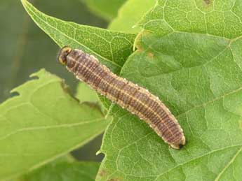  Chenille de Libythea celtis Laich. - Philippe Mothiron