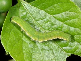  Chenille de Libythea celtis Laich. - ©Philippe Mothiron