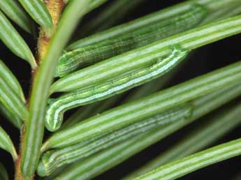  Chenille de Thera cembrae Kitt - ©Jean Haxaire