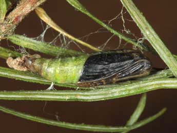  Chrysalide de Thera cembrae Kitt - ©Jean Haxaire