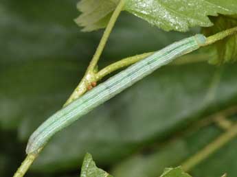  Chenille de Cleora cinctaria D. & S. - ©Philippe Mothiron