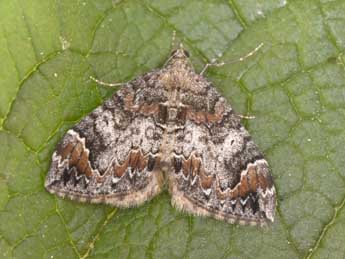 Dysstroma citrata L. adulte - Philippe Mothiron