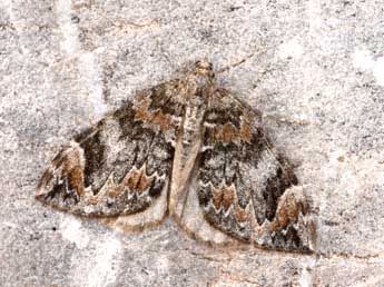 Dysstroma citrata L. adulte - ©Philippe Mothiron