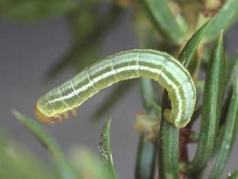  Chenille de Thera cognata Thnbg - ©Kimmo Silvonen