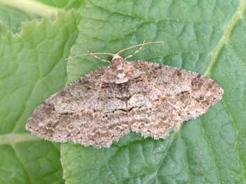 Paradarisa consonaria Hb. adulte - Philippe Mothiron