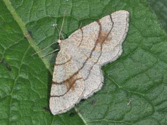 Adactylotis contaminaria Hb. adulte - Philippe Mothiron