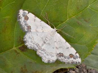 Scopula decorata D. & S. adulte - ©Philippe Mothiron