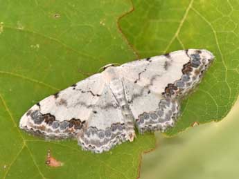 Scopula decorata D. & S. adulte - ©Philippe Mothiron