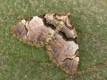 Anticlea derivata D. & S. adulte - ©Philippe Mothiron