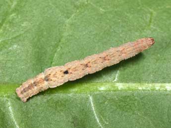  Chenille de Idaea deversaria H.-S. - Philippe Mothiron