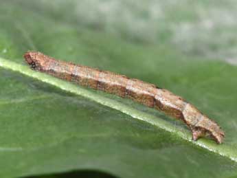  Chenille de Idaea deversaria H.-S. - Philippe Mothiron