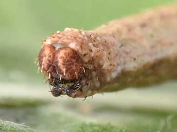  Chenille de Idaea deversaria H.-S. - ©Philippe Mothiron