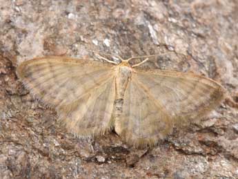 Idaea dilutaria Hb. adulte - ©Philippe Mothiron