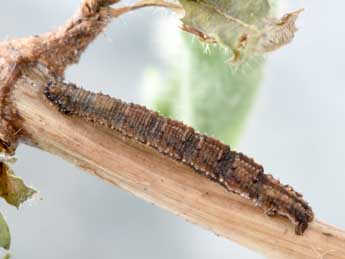  Chenille de Idaea dilutaria Hb. - ©Philippe Mothiron