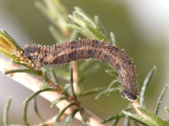  Chenille de Idaea dilutaria Hb. - ©Philippe Mothiron