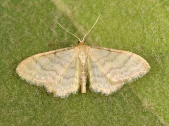 Idaea dilutaria Hb. adulte - ©Philippe Mothiron