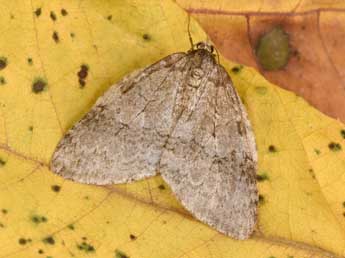 Epirrita dilutata D. & S. adulte - Philippe Mothiron