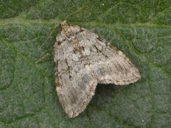 Epirrita dilutata D. & S. adulte - Philippe Mothiron